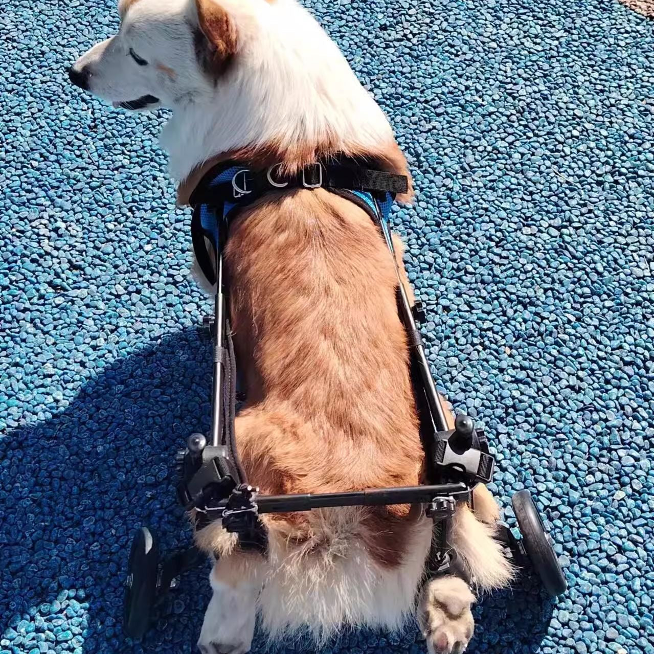 Adjustable Dog Wheelchair – Pet Mobility Cart for Disabled Dogs & Cats | Petluro